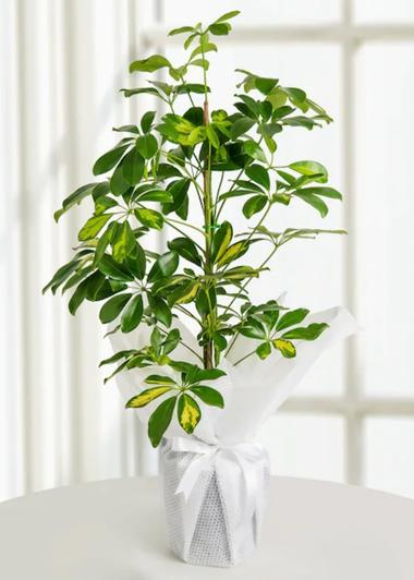 Schefflera Saksı Çiçeği